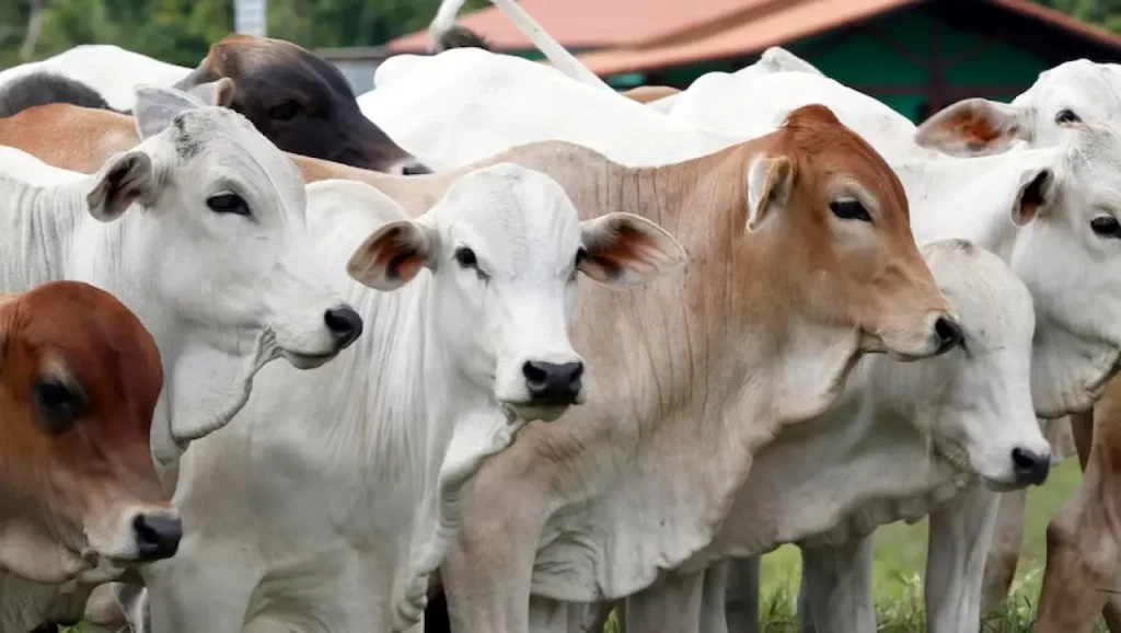 Distribusi Daging Kurban dari Kulkas Penduduk Kota ke Piring Masyarakat Desa
