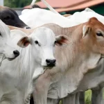 Distribusi Daging Kurban dari Kulkas Penduduk Kota ke Piring Masyarakat Desa